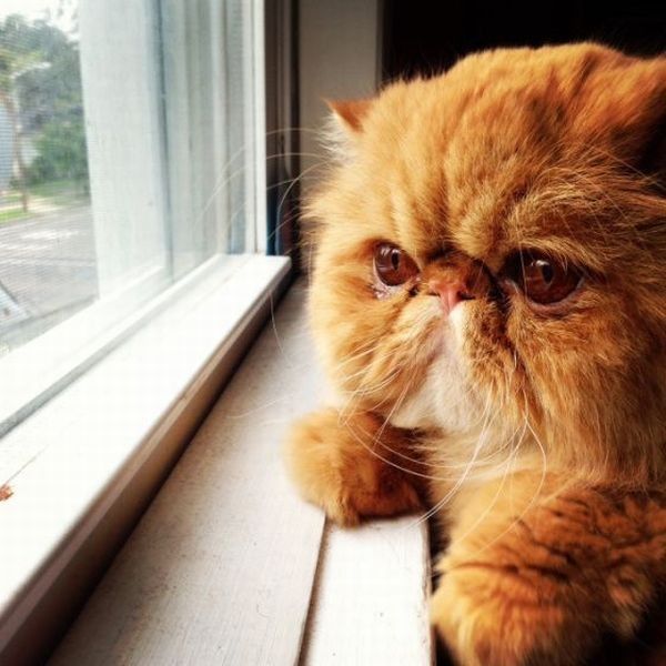 chat change pas