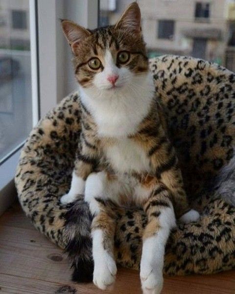 hi.hi..faut cogite....