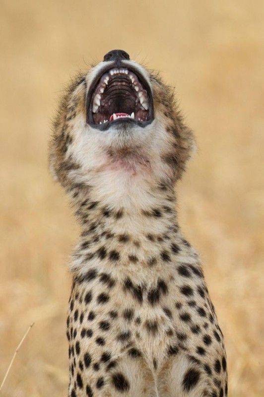 i say cheese