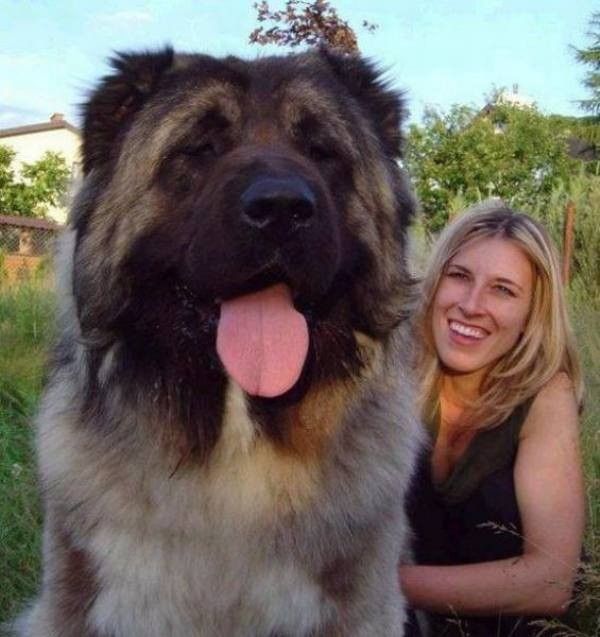 gros chien