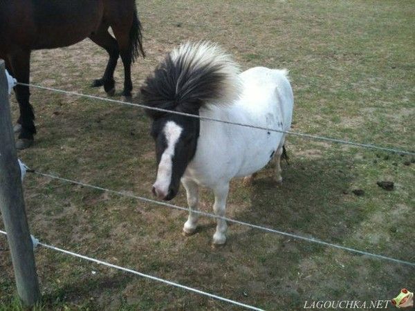 mini cheval