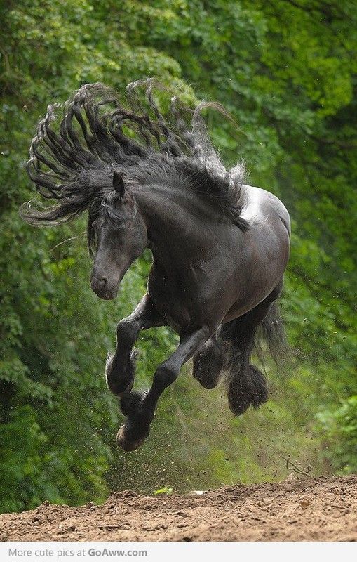 La beauté du cheval