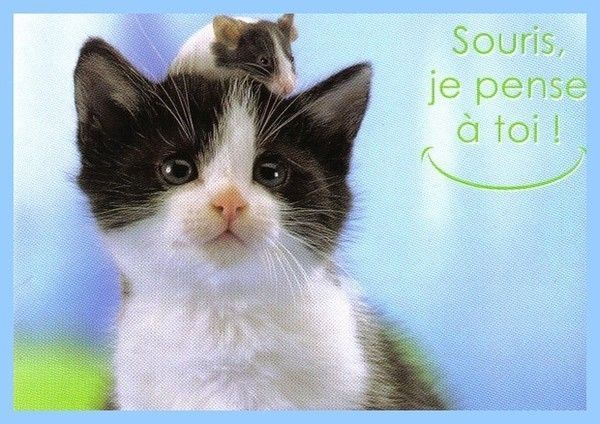 souris...