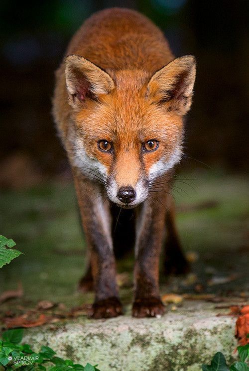 Renard