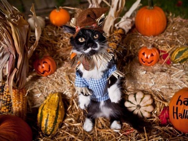 un chat Halloween..hi.hi..