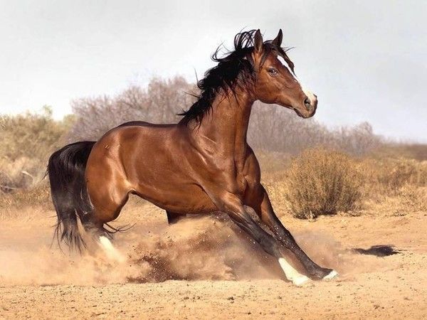 Quarter Horse...