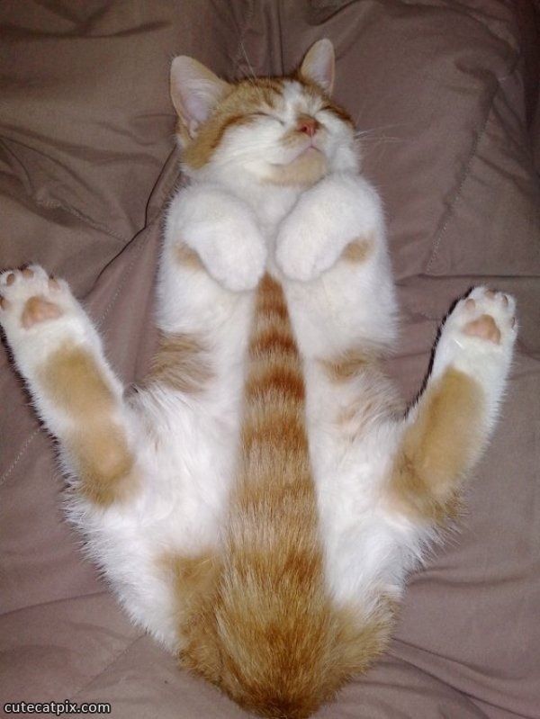 Un chat libertin...