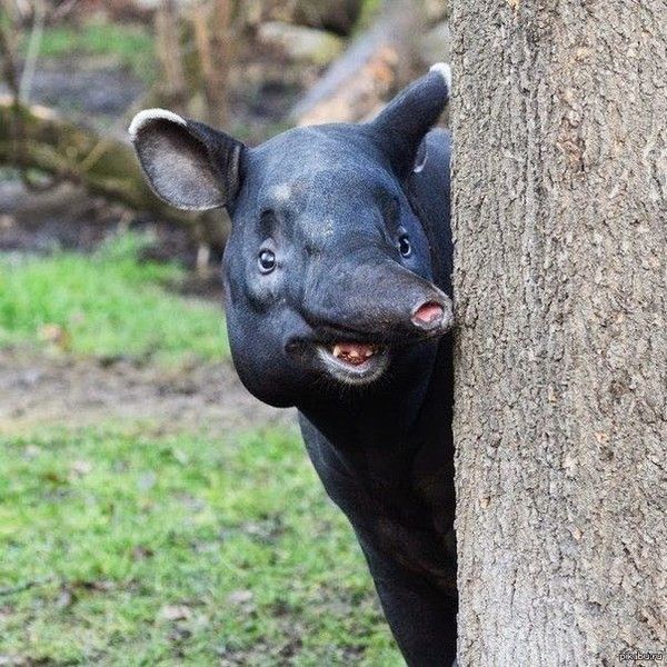 Coucou....