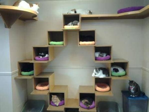 funny cats