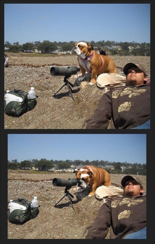 Un chien observateur