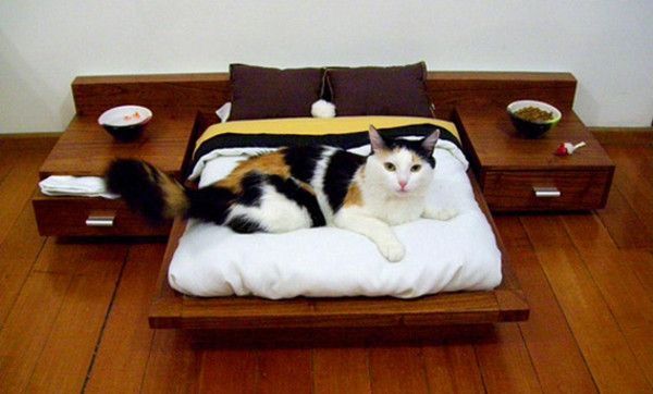 Chat avec son propre lit....