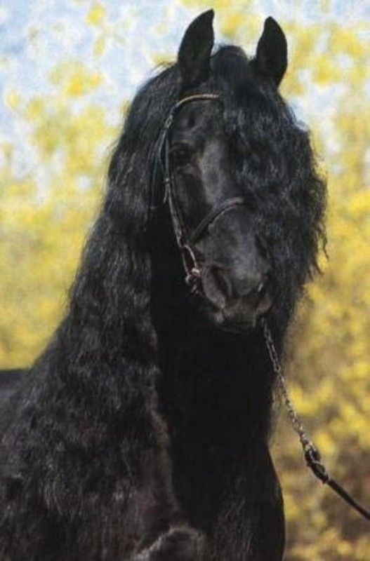 Boucles noir....