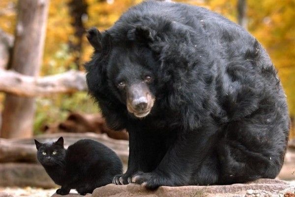 Ours noir et un ami..noir