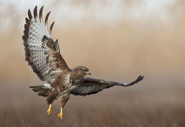 bel oiseaux