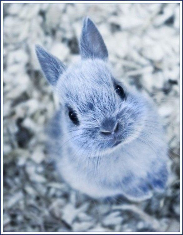 Beau bunny