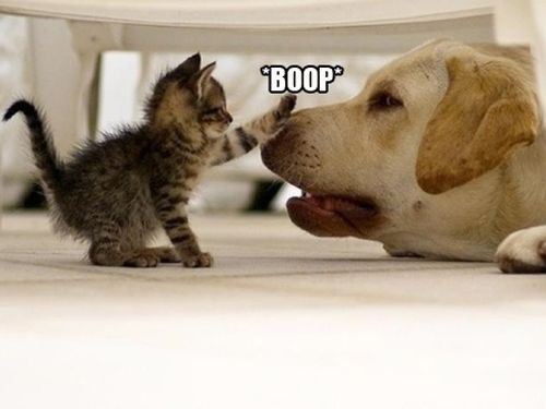 Boop! sur le nez...