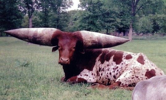 Boeuf à corne...