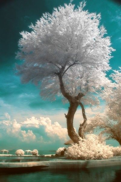 Un arbre tout en beauté