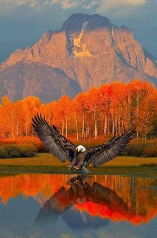 et un oiseaux