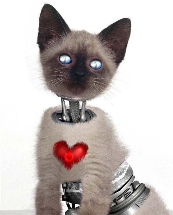robot cat coeur