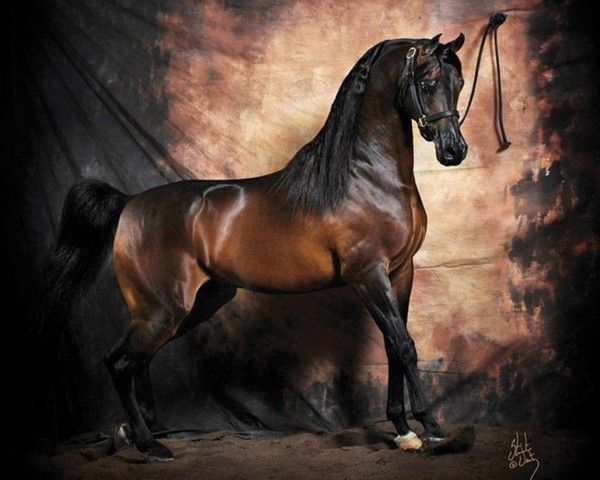 Beau cheval