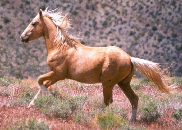Palomino