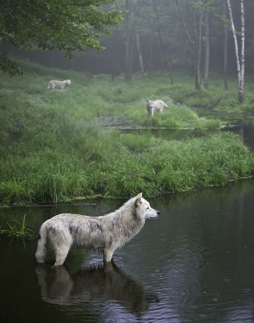 loup blanc ....