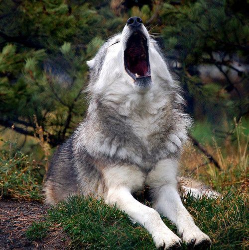 Et on laisse crié le loup....