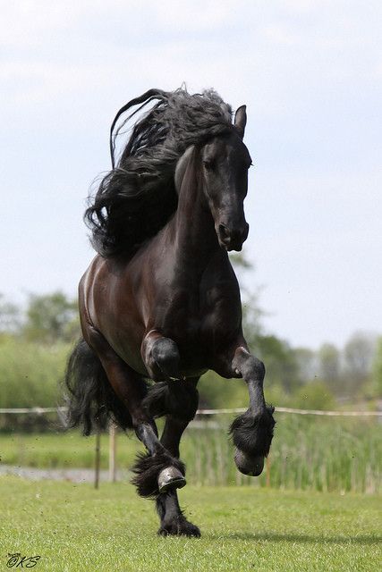 Un beau cheval...