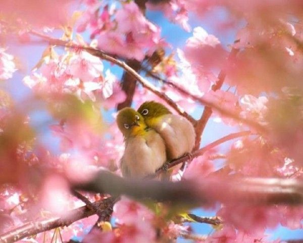 Oiseaux de printemps