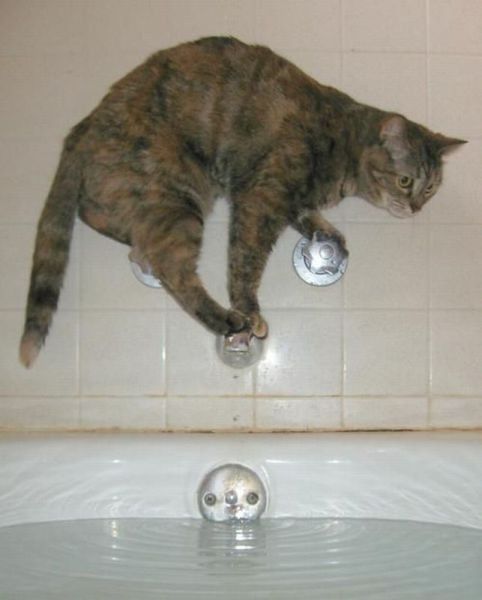 Oh..ho..!...hi..hi..refus....du bain...