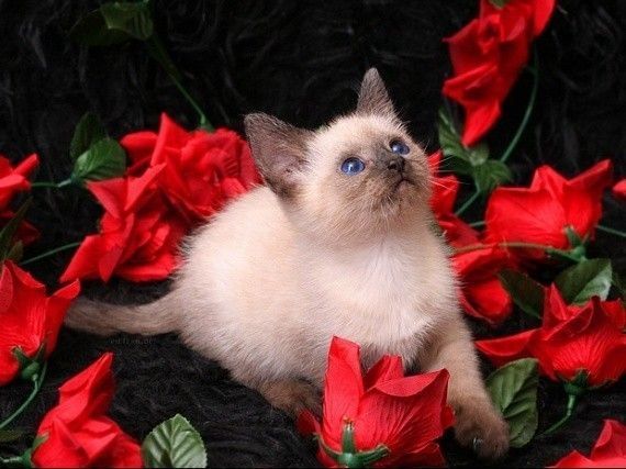 Fleur pour toi...