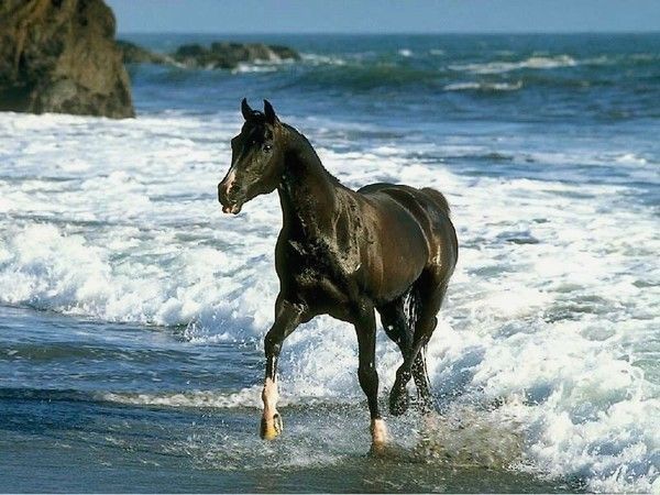 Beauté a la mer