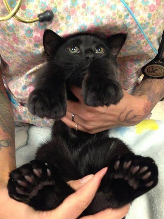 chat cé..hi.hi..