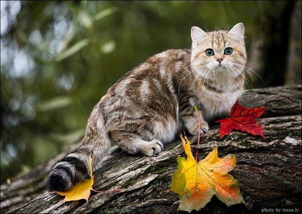 Chat d'automne