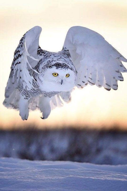 hou..hou...bonyen..hi.hi..