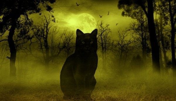 chat noir ...sous lune jaune