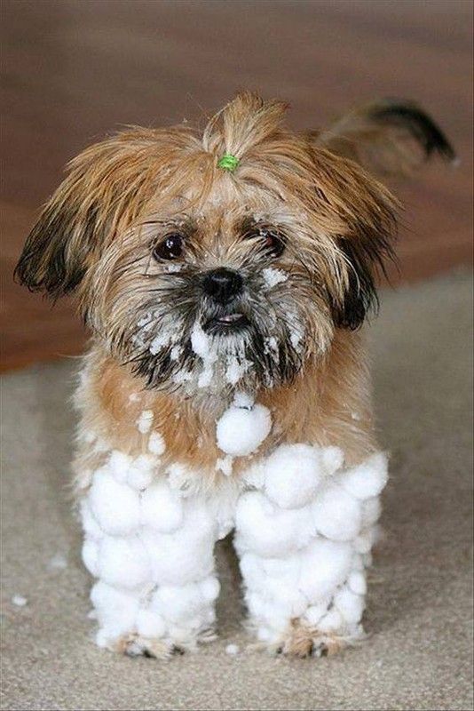 la neige 
