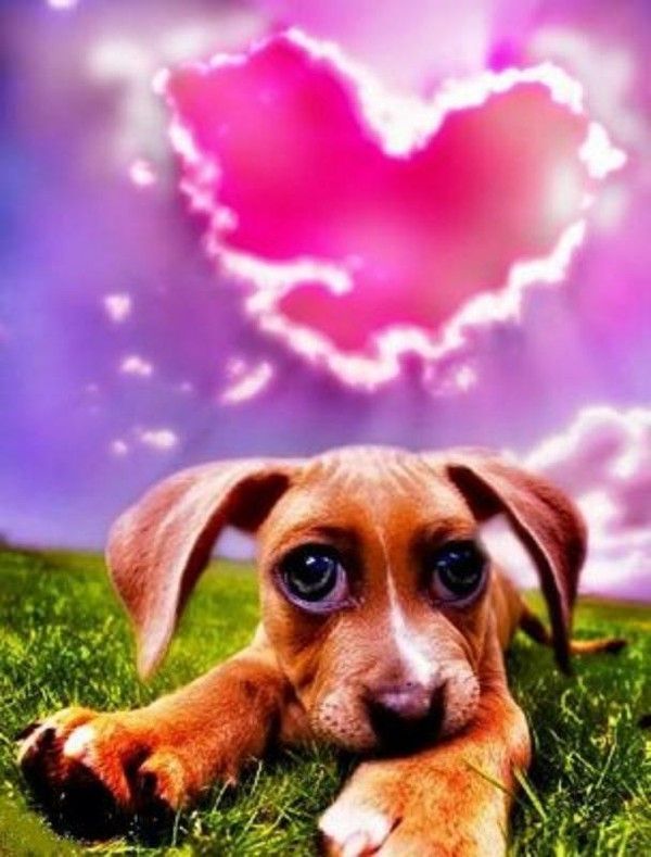 Puppy cherche valentine...hi..hi..