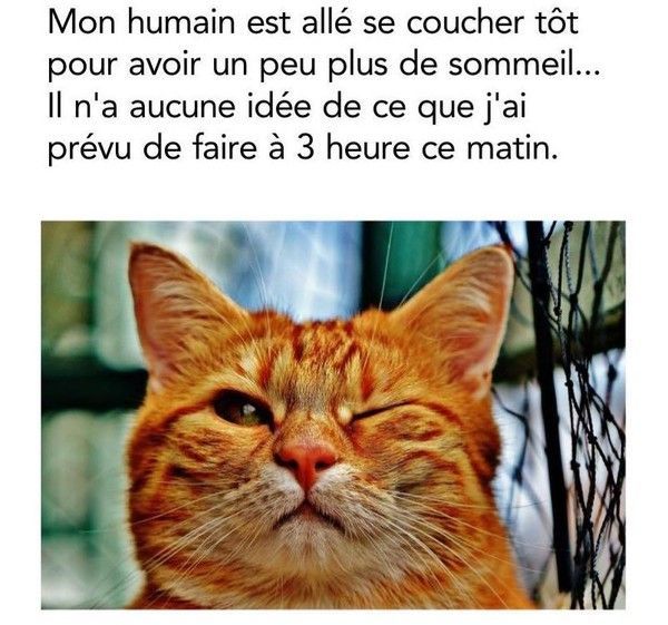 oui....chat nous