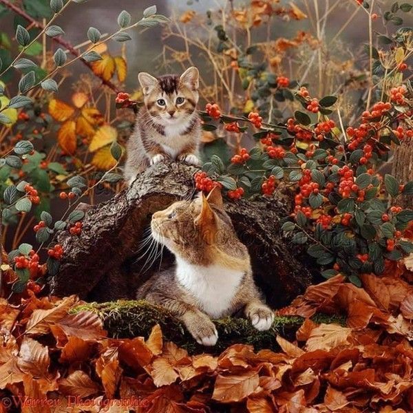 chats automne