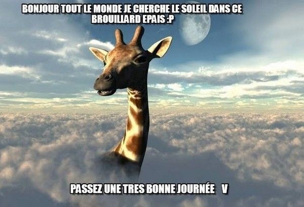 bonjour