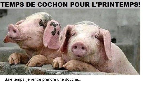 temps cochon..hi.hi..
