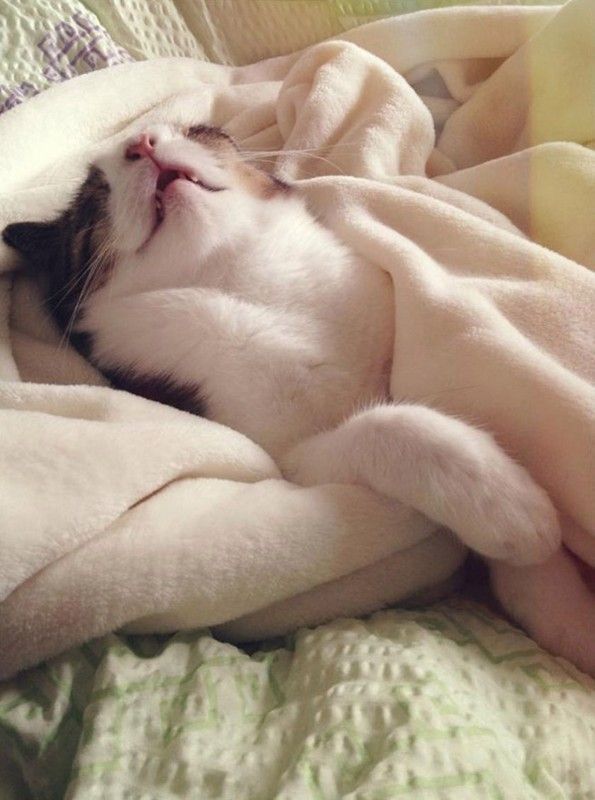 chat ronfle..hi.hi.