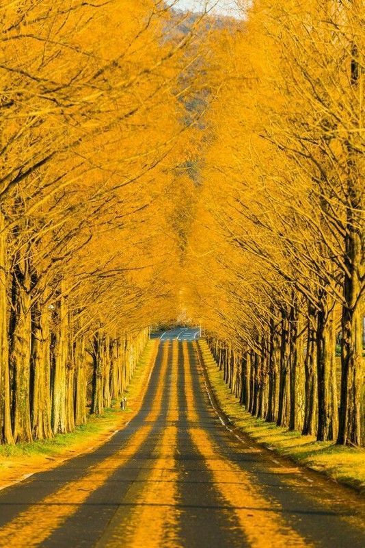 route jaune