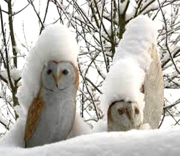 hou...hou..
