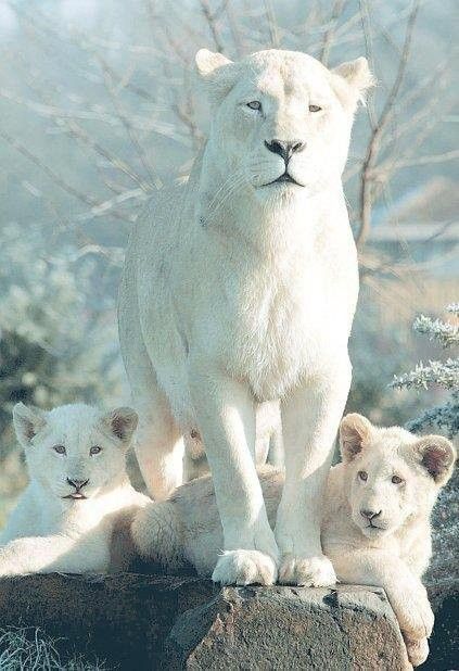 Lionne blanche