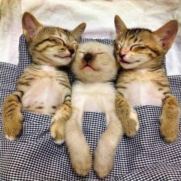 chat dors chat dors
