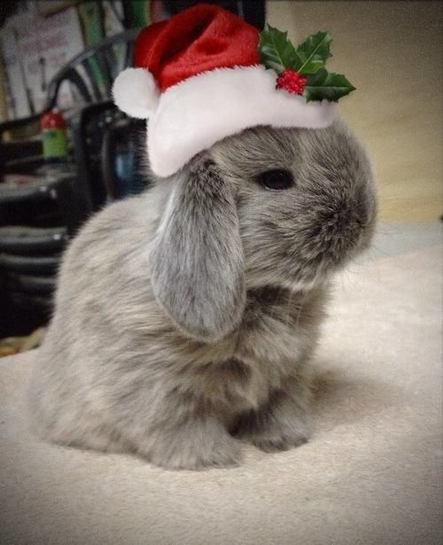 Lapin de noël