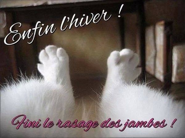 chat la ces 